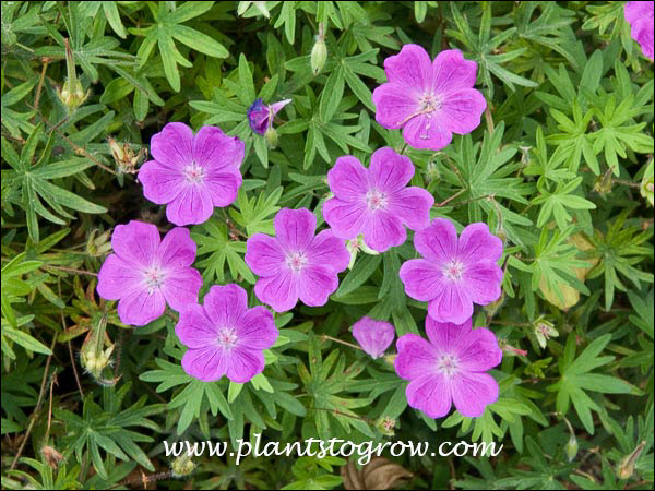 Large bright pink flowers.